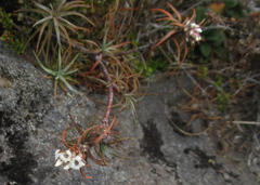 Dracophyllum recurvum