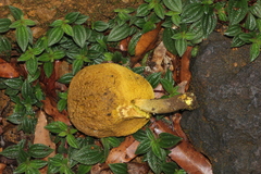 Retiboletus flavoniger