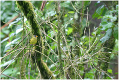 Linurgus olivaceus
