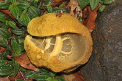 Retiboletus flavoniger