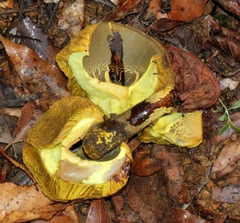 Retiboletus flavoniger