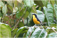 Laniarius atroflavus