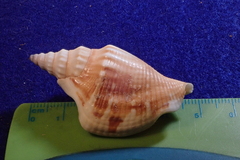 Doxander japonicus