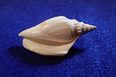 Doxander japonicus