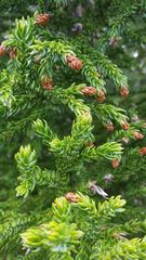 Athrotaxis selaginoides