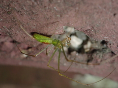 Tetragnatha squamata