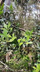 Phyllocladus aspleniifolius