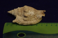 Euprotomus aurisdianae