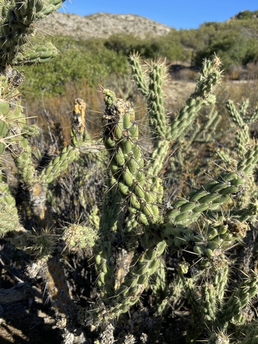 Cane Cholla