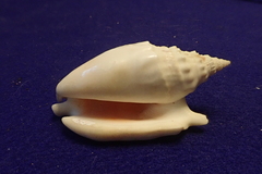 Euprotomus aurisdianae