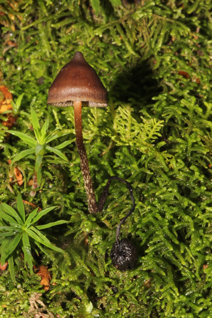 Psilocybe fagicola