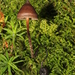 Psilocybe fagicola - Photo (c) Alan Rockefeller, some rights reserved (CC BY), uploaded by Alan Rockefeller