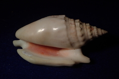 Euprotomus aurisdianae