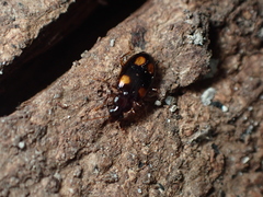 Dolichoctis tetracolon