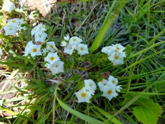 Euploca foliosissima