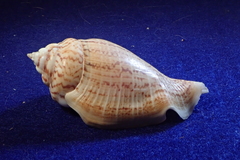 Gibberulus gibberulus
