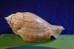 Gibberulus gibberulus