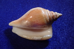 Laevistrombus canarium