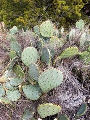 Opuntia pyrocarpa