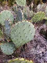 Opuntia pyrocarpa