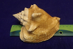 Macrostrombus costatus