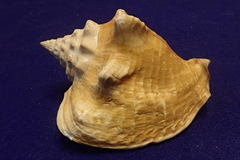 Macrostrombus costatus