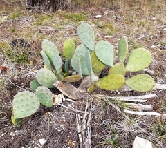 Opuntia cacanapa