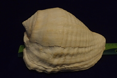 Titanostrombus galeatus