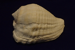 Titanostrombus galeatus