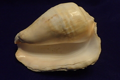 Titanostrombus galeatus