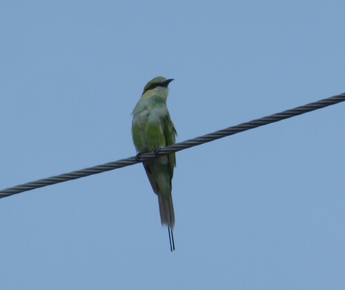 Asian Green Bee-eater