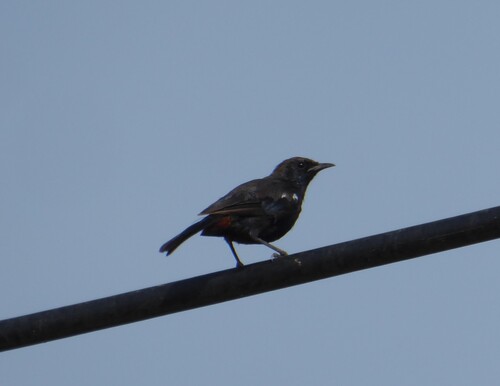 Copsychus fulicatus cambaiensis