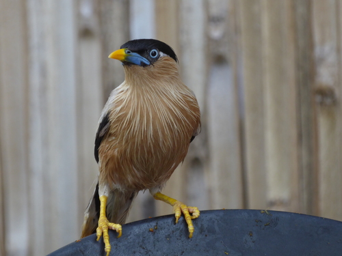 Brahminy Starling