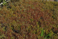 Dracophyllum recurvum