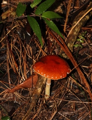 Leratiomyces squamosus thraustus