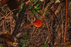 Leratiomyces squamosus thraustus