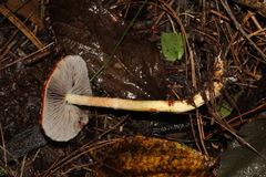 Leratiomyces squamosus thraustus