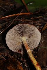 Leratiomyces squamosus thraustus