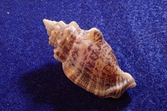 Canarium labiatum