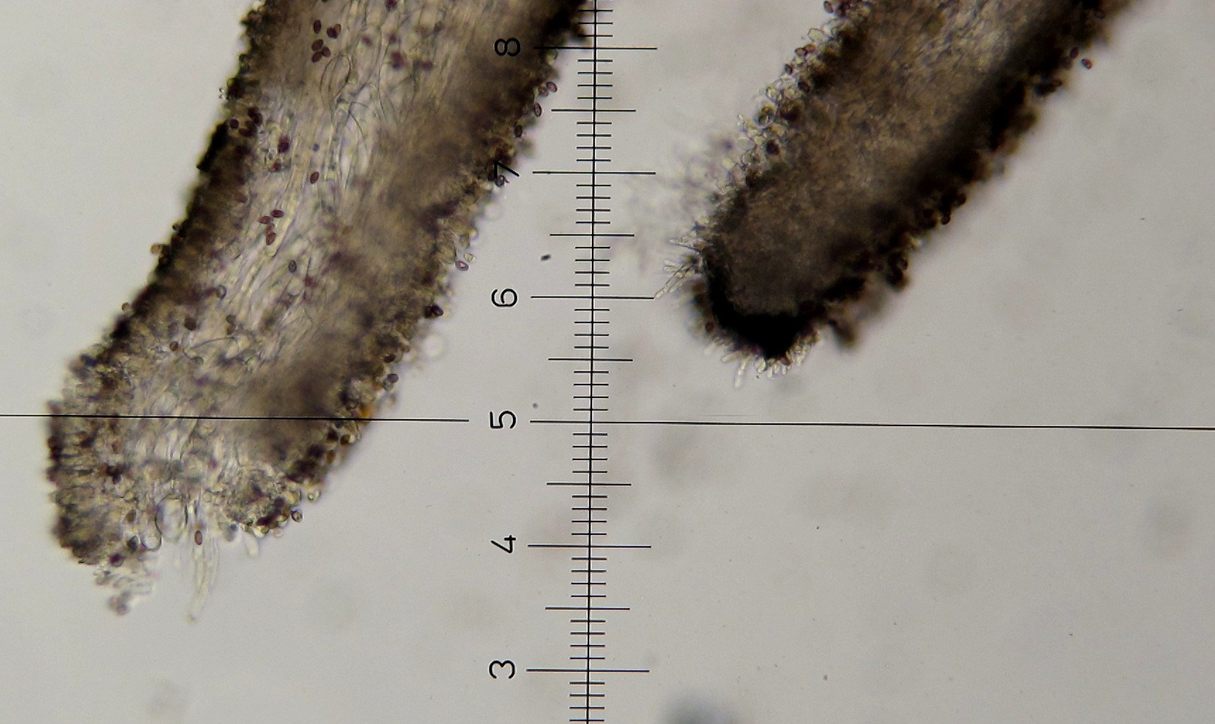 Leratiomyces squamosus var. thraustus image