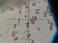 Leratiomyces squamosus thraustus