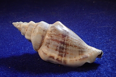 Canarium urceus