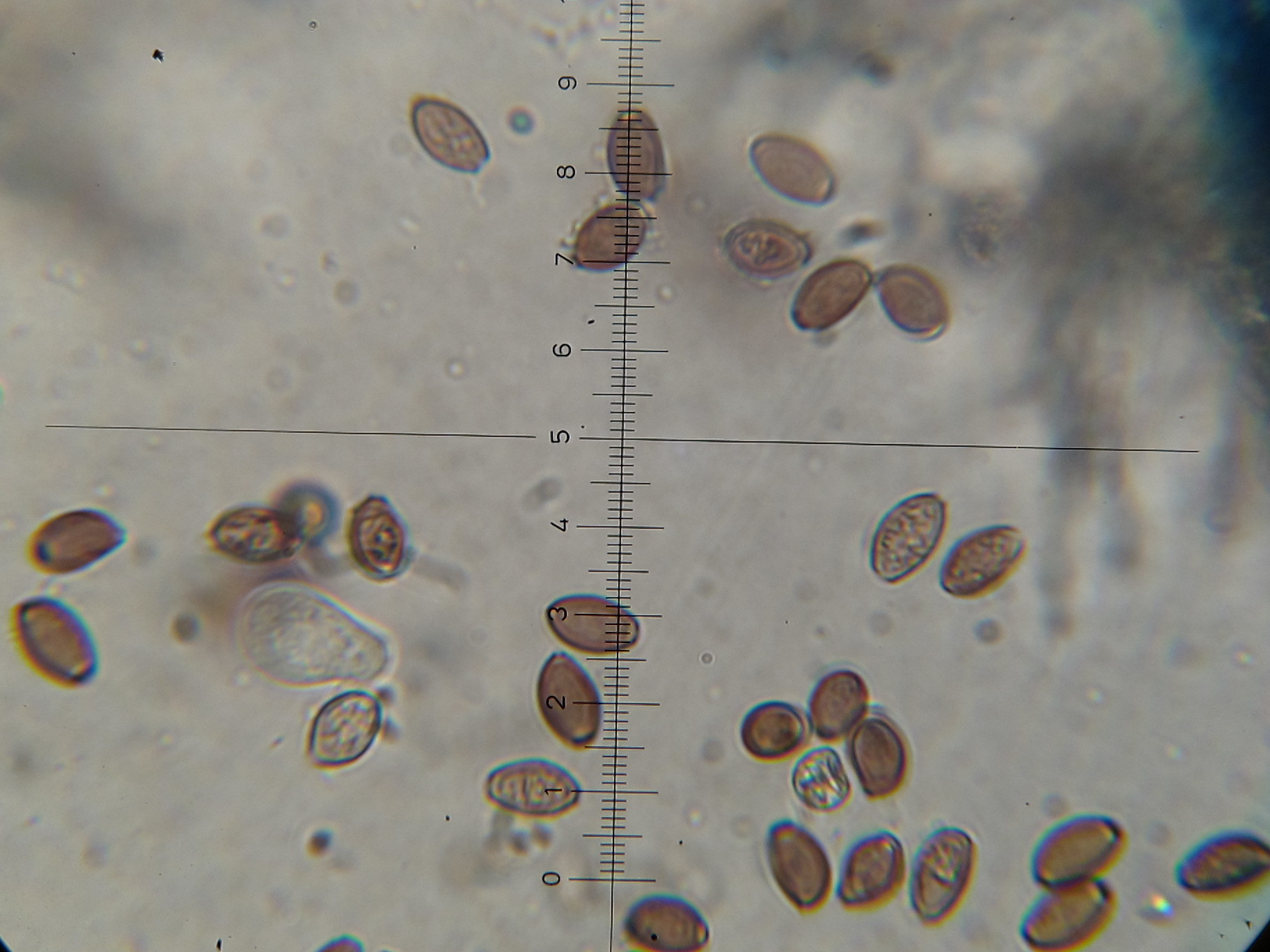 Leratiomyces squamosus image