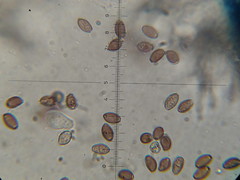 Leratiomyces squamosus thraustus