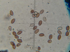 Leratiomyces squamosus thraustus