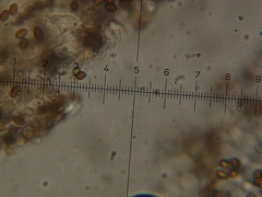 Leratiomyces squamosus thraustus