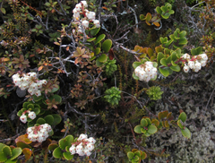 Gaultheria colensoi
