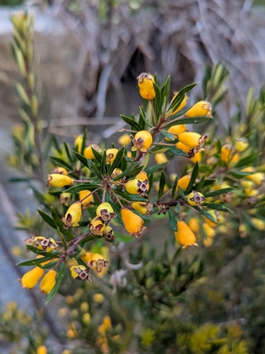 Myrceugenia lanceolata