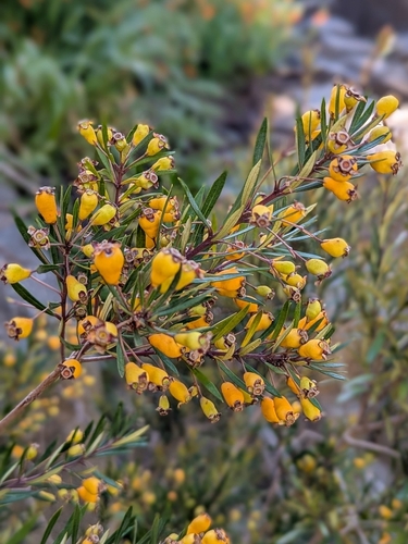 Myrceugenia lanceolata, photograph 3