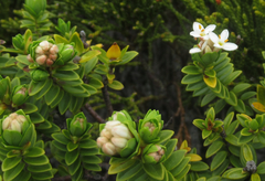 Pimelea buxifolia